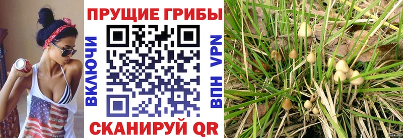 Псилоцибиновые грибы GOLDEN TEACHER Короча